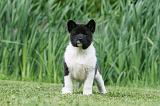 AKITA AMERICAIN 500